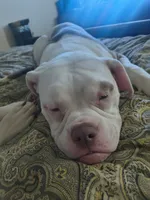 Chloe, a female American Bulldog for sale in Clarksville, TN – 4 of 10