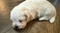 #3, a female Bichon Frise and Maltese for sale in Exeter, CA – 2 of 3