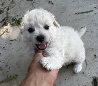 Puppy # 2, a female Bichon Frise and Maltese for sale in Exeter, CA – 2 of 3