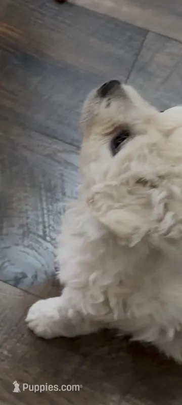 Puppy # 2 – Bichon Frise, Maltese puppy for sale in Exeter, CA