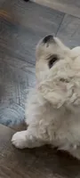 Puppy # 2, a female Bichon Frise and Maltese for sale in Exeter, CA – 1 of 3