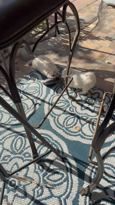 Puppy # 2, a female Bichon Frise and Maltese for sale in Exeter, CA – 3 of 3