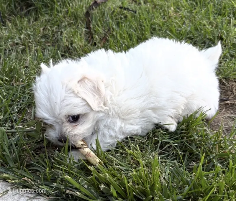 #3 – Bichon Frise, Maltese puppy for sale in Exeter, CA