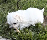 #3, a female Bichon Frise and Maltese for sale in Exeter, CA – 1 of 3