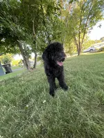 Jack Jack, a male Goldendoodle for sale in Marsing, ID – 3 of 3