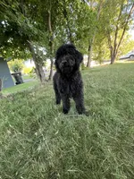 Jack Jack, a male Goldendoodle for sale in Marsing, ID – 2 of 3