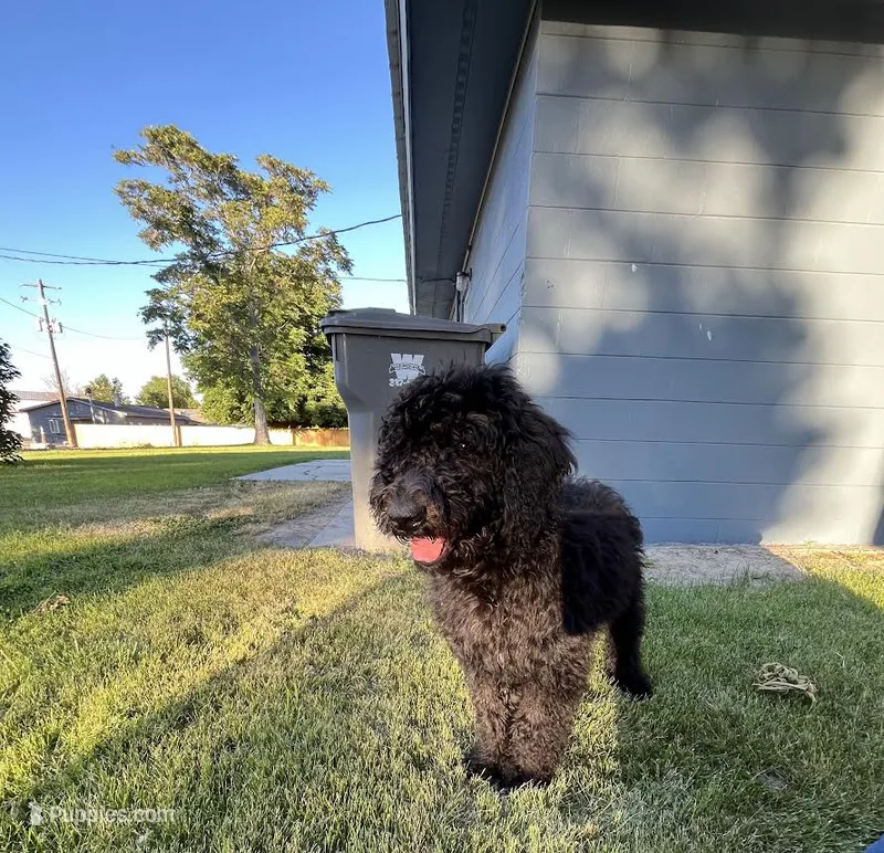 Jack Jack – Goldendoodle puppy for sale in Marsing, ID