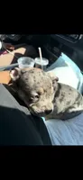 Clover , a male American Bully for sale in Gulfport, MS – 3 of 6