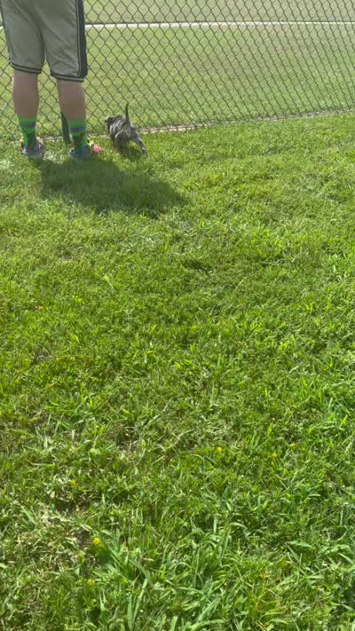 Clover , a male American Bully for sale in Gulfport, MS – 6 of 6