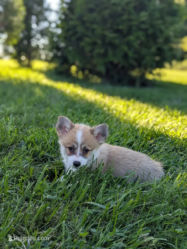 Junie – Pembroke Welsh Corgi puppy for sale in Richmond, KY