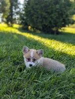 Junie, a female Pembroke Welsh Corgi for sale in Richmond, KY – 1 of 6