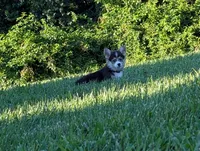 Oreo, a female Pembroke Welsh Corgi for sale in Richmond, KY – 3 of 10