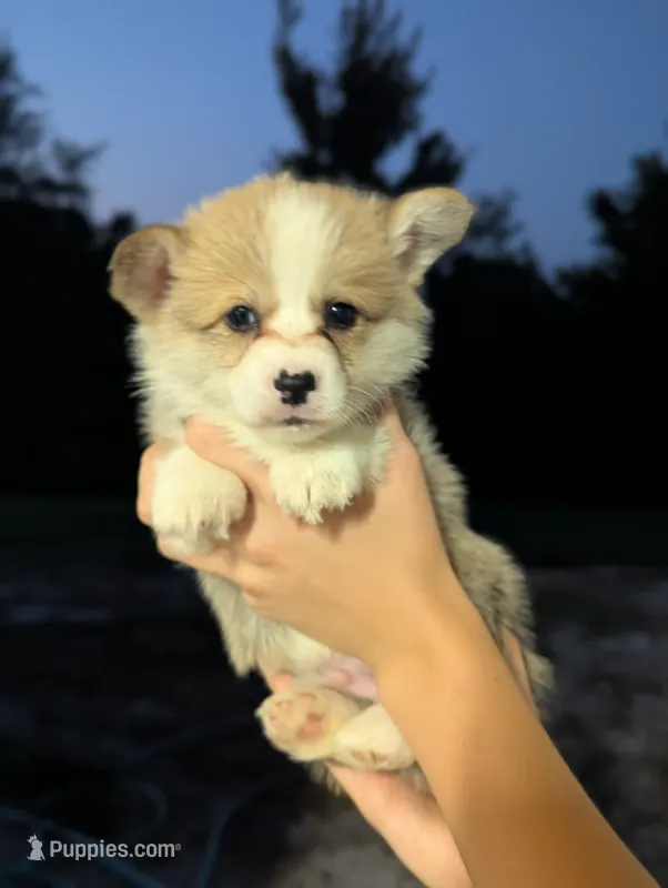 August – Pembroke Welsh Corgi puppy for sale in Richmond, KY