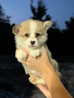 August, a male Pembroke Welsh Corgi for sale in Richmond, KY – 1 of 3