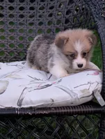 Winston , a male Pembroke Welsh Corgi for sale in Richmond, KY – 3 of 5