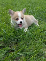 August, a male Pembroke Welsh Corgi for sale in Richmond, KY – 3 of 6