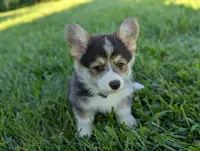 Oreo, a female Pembroke Welsh Corgi for sale in Richmond, KY – 2 of 10