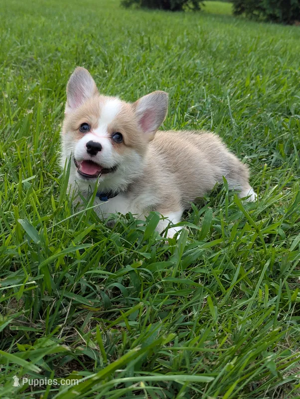 August – Pembroke Welsh Corgi puppy for sale in Richmond, KY