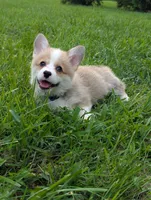 August, a male Pembroke Welsh Corgi for sale in Richmond, KY – 1 of 6