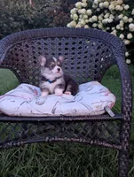 Oreo, a female Pembroke Welsh Corgi for sale in Richmond, KY – 5 of 6