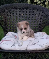 Winston , a male Pembroke Welsh Corgi for sale in Richmond, KY – 4 of 5