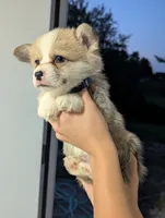 August, a male Pembroke Welsh Corgi for sale in Richmond, KY – 2 of 3
