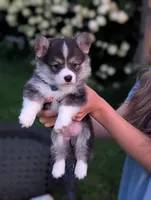 Oreo, a female Pembroke Welsh Corgi for sale in Richmond, KY – 1 of 6