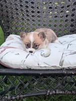 Junie, a female Pembroke Welsh Corgi for sale in Richmond, KY – 3 of 4
