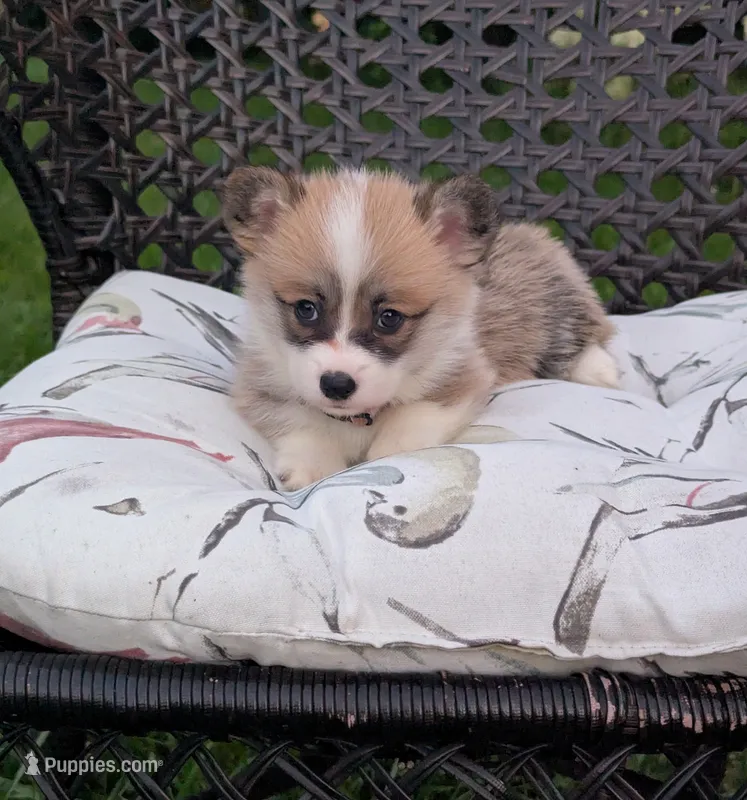 Junie – Pembroke Welsh Corgi puppy for sale in Richmond, KY