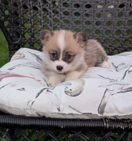 Junie, a female Pembroke Welsh Corgi for sale in Richmond, KY – 1 of 4