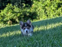Oreo, a female Pembroke Welsh Corgi for sale in Richmond, KY – 4 of 10