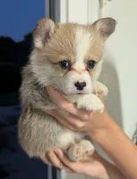August, a male Pembroke Welsh Corgi for sale in Richmond, KY – 3 of 3
