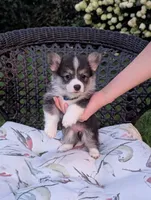 Oreo, a female Pembroke Welsh Corgi for sale in Richmond, KY – 2 of 6