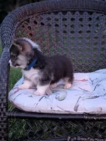 Oreo, a female Pembroke Welsh Corgi for sale in Richmond, KY – 4 of 6
