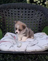 Winston , a male Pembroke Welsh Corgi for sale in Richmond, KY – 2 of 5