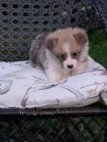 Winston , a male Pembroke Welsh Corgi for sale in Richmond, KY – 5 of 5