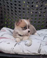 Junie, a female Pembroke Welsh Corgi for sale in Richmond, KY – 2 of 4