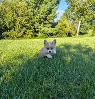 Junie, a female Pembroke Welsh Corgi for sale in Richmond, KY – 2 of 6