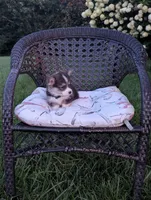 Oreo, a female Pembroke Welsh Corgi for sale in Richmond, KY – 6 of 6