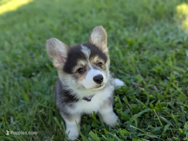 Oreo – Pembroke Welsh Corgi puppy for sale in Richmond, KY