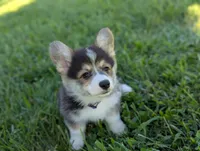 Oreo, a female Pembroke Welsh Corgi for sale in Richmond, KY – 1 of 10