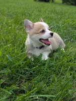 August, a male Pembroke Welsh Corgi for sale in Richmond, KY – 2 of 6