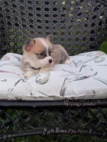 Junie, a female Pembroke Welsh Corgi for sale in Richmond, KY – 4 of 4