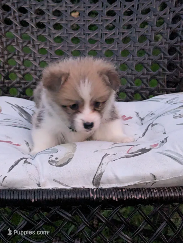 Winston  – Pembroke Welsh Corgi puppy for sale in Richmond, KY