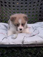 Winston , a male Pembroke Welsh Corgi for sale in Richmond, KY – 1 of 5