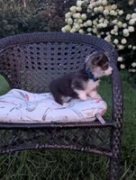 Oreo, a female Pembroke Welsh Corgi for sale in Richmond, KY – 3 of 6
