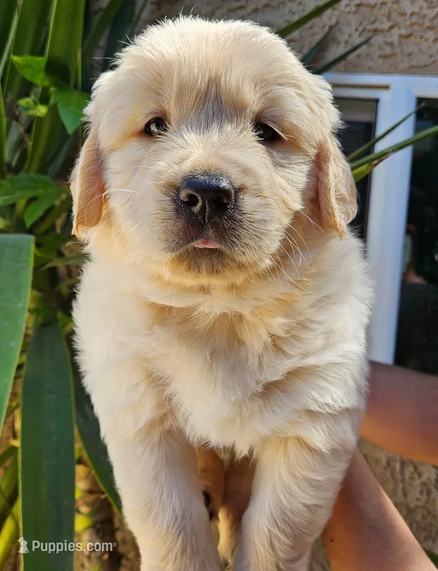 Red(AKC) – Golden Retriever puppy for sale in Fresno, CA