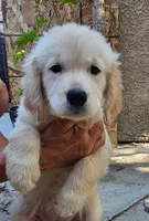 Yellow, a female Golden Retriever for sale in Los Angeles, CA – 2 of 3