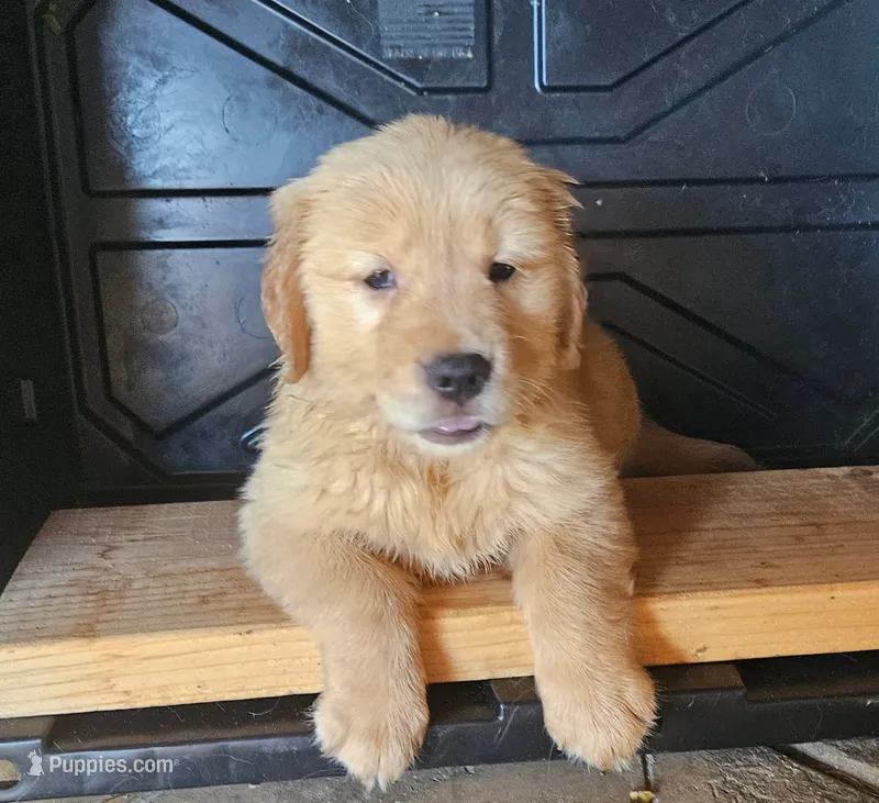 Orange – Golden Retriever puppy for sale in Fresno, CA