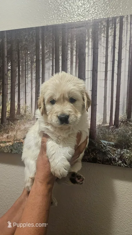 Yellow (AKC) – Golden Retriever puppy for sale in Fresno, CA